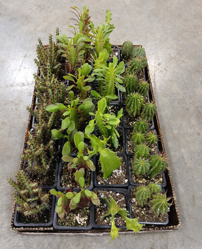 3" Euphorbia Assortment